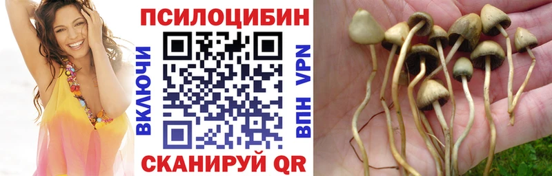 Купить  Бакал  Псилоцибиновые грибы Cubensis 